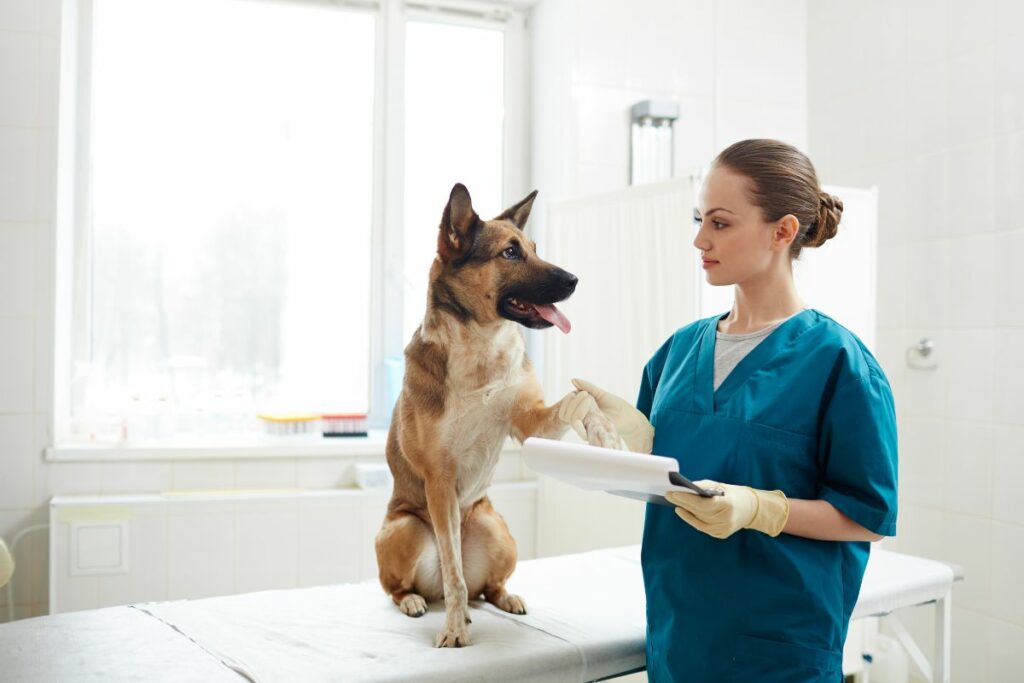 curso auxiliar veterinaria