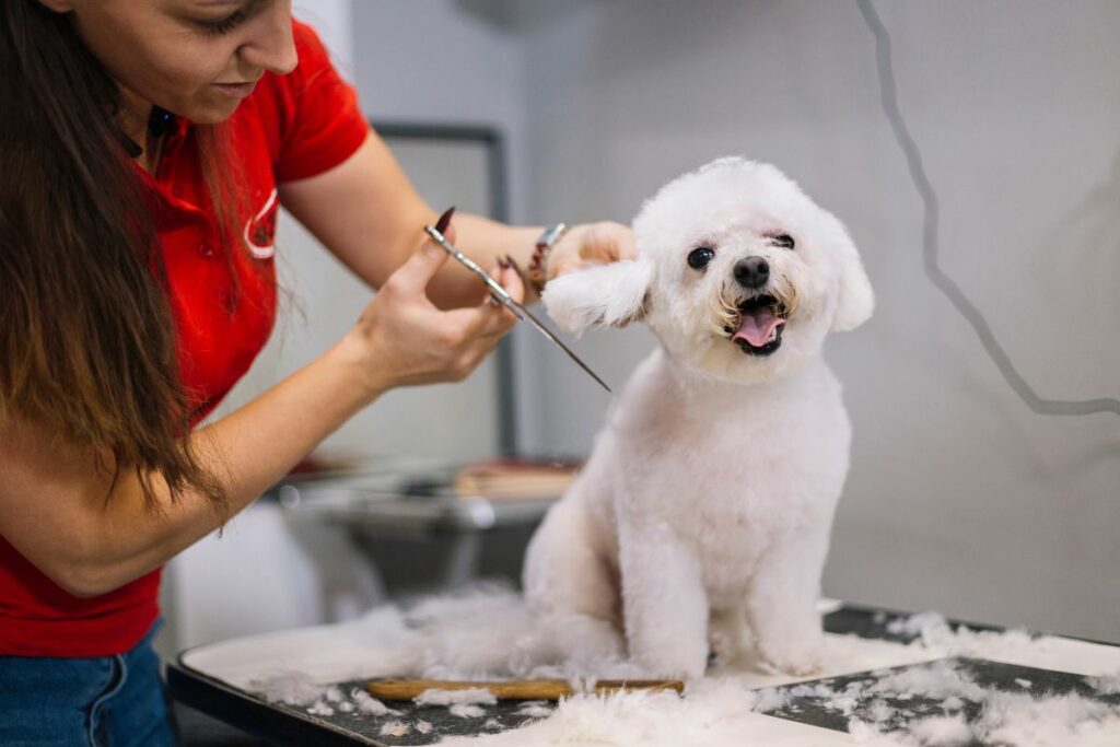 curso peluqueria estetica canina